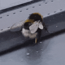Bee GIF