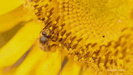 Bee Insect GIF
