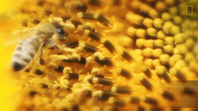 Bee On Sunflower GIF