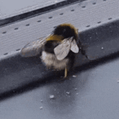 Bee Sitting On Window Ledge GIF
