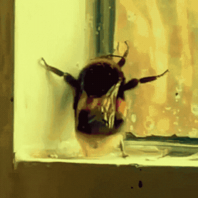 Bee Standing On Window Sill Looking Out GIF