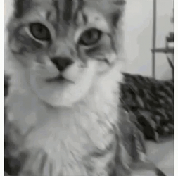 Bee Sting Cat Face Swelling GIF