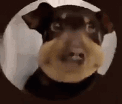 Bee Sting Dancing Dog GIF