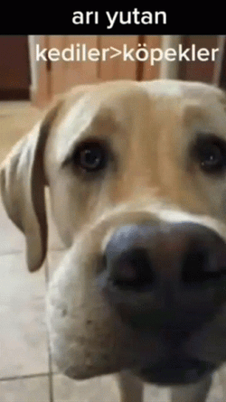 Bee Sting Dog Face Swelling GIF