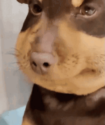 Bee Sting Dog Swell Up Face GIF