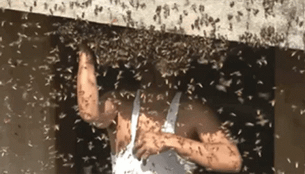 Bee Sting Man Collecting Bees GIF