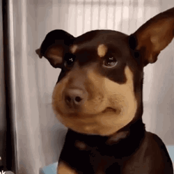 Bee Sting Shy Dog GIF