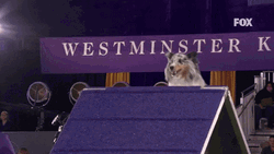 Bee The Shetland Sheepdog GIF