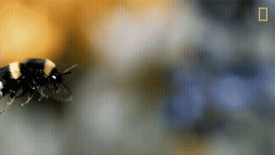 Bee With National Geographic Logo GIF