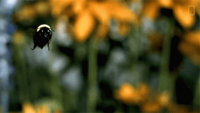 Bee With National Geographic Logo GIF