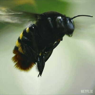 Bee With Netflix Logo GIF