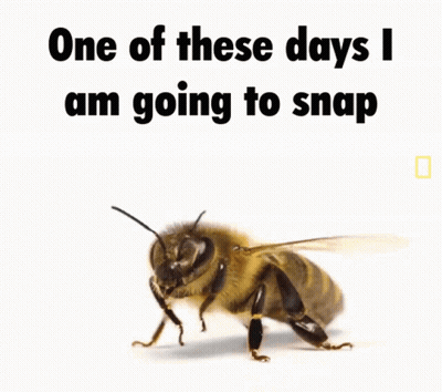 Bee With One Of These Days I Am Going To Snap GIF