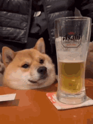 drunk dog gif