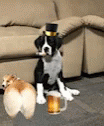 Beer Twerking Dog  GIF