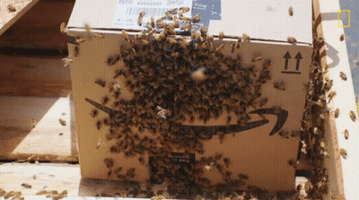 Bees Are Gathered Around A Cardboard Box With An Amazon Logo GIF