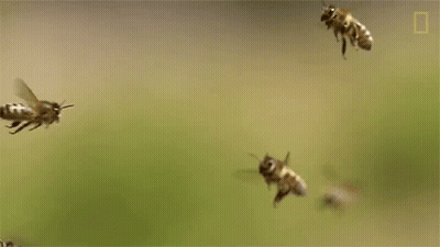 Bees Flying In A Row GIF