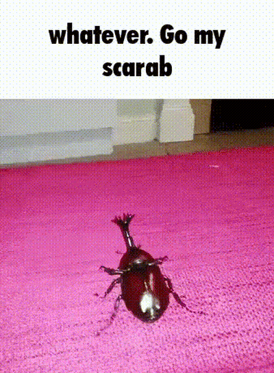 Beetle Crawling On Pink Rug GIF