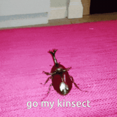 Beetle Crawling On Pink Rug Go My Kinsect GIF