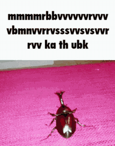 Beetle On Pink Rug Saying Rvv Ka Th Ubk GIF