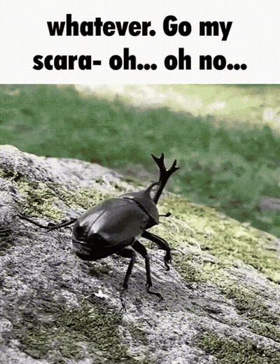Beetle Whatever Go My Scara-Oh Oh No GIF