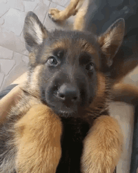 Behave German Shepherd GIF