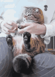 Behaved Cat Filing Nails Cute Cuddly  GIF