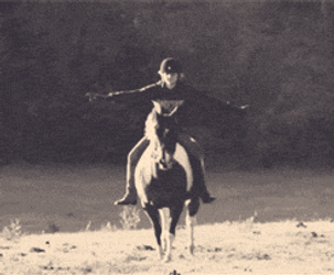 Belgian Draft Pommel Horse GIF