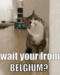 Belgium Cat Question