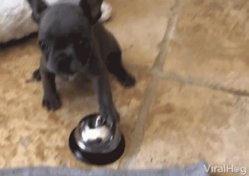 Bell Ringing Black Dog GIF