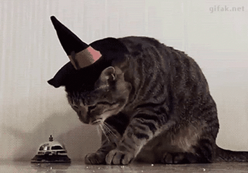 Bell Ringing Cat GIF