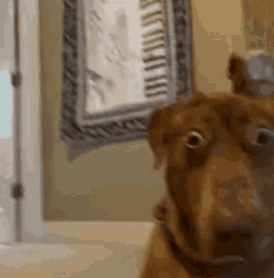 Bellebows Tiktok GIF