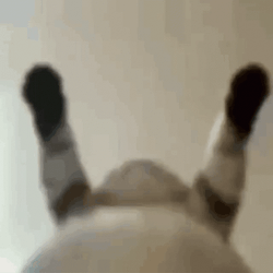 Belly Cat Dancing Meme GIF