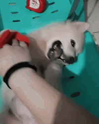 Belly Rub Happy Dog GIF