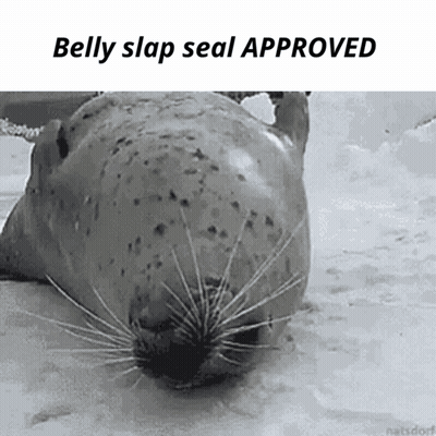 Belly Slap Seal Approved GIF
