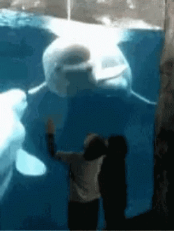 Beluga Approaching Kids GIF