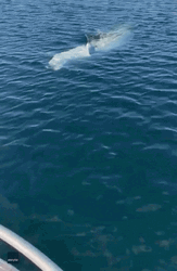 Beluga Bumped Into The Boat GIF