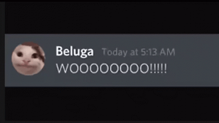 Beluga Cat Chat Me GIF