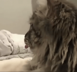 Beluga Cat Face Grimace GIF