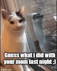 Beluga Cat Guess What I Did GIF