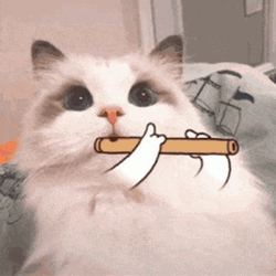 Beluga Cat Playing Flute GIF