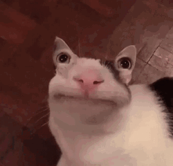 Beluga Cat Pooping GIF