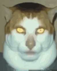 Beluga Cat Telling You To Read Faq GIF