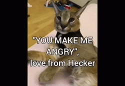 Beluga Cat You Make Me Angry GIF