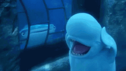 Beluga Having Anxiety GIF