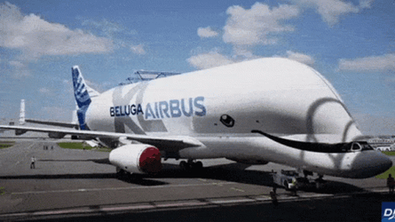 Beluga Inspired Plane GIF