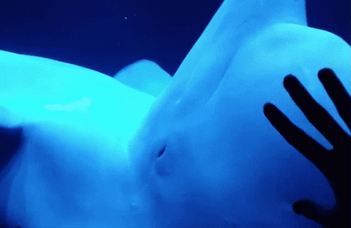 Beluga Longing For A Playmate GIF