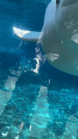 Beluga Mouth Wide Open GIF