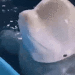 Beluga Soft Head Touched By A Kid GIF