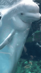 Beluga Splashing Water GIF