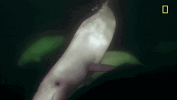 Beluga Swimming In The Dark Sea GIF